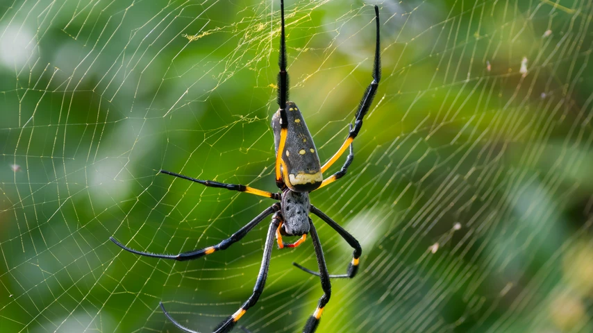 Golden Orb Weaver Spider